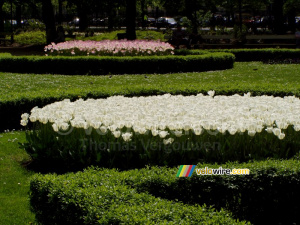 Tulipes in a parc in Warsaw (186x)