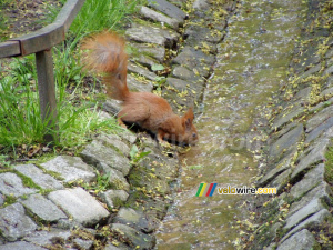 Drinking squirrel (191x)