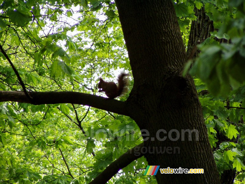 Un écureuil dans un arbre