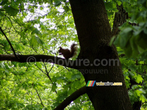 A squirrel in a tree (219x)