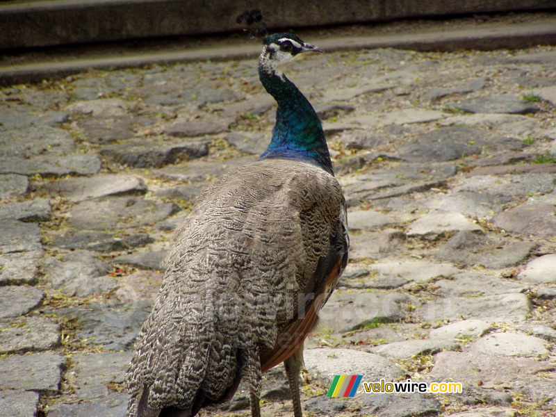 Un paon dans un parc à Varsovie