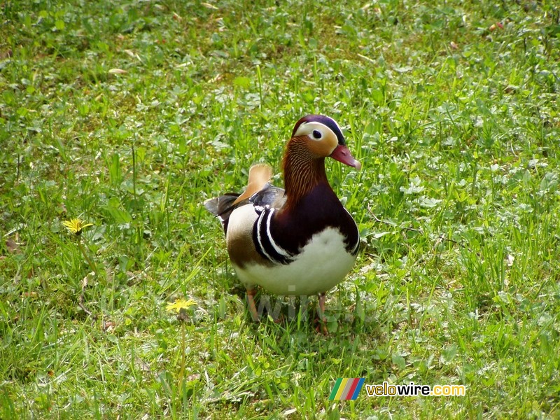 Un canard coloré dans un parc à Varsovie