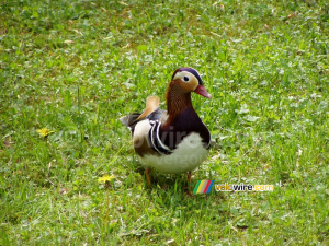 Colourful duck in a parc in Warsaw (246x)