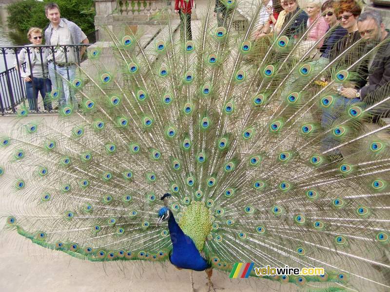 Un paon dans un parc à Varsovie