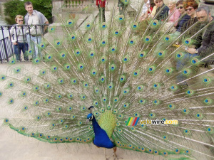A peacock in a parc in Warsaw (218x)