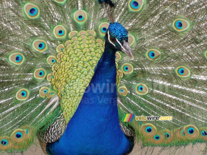 A peacock in a parc in Warsaw (205x)