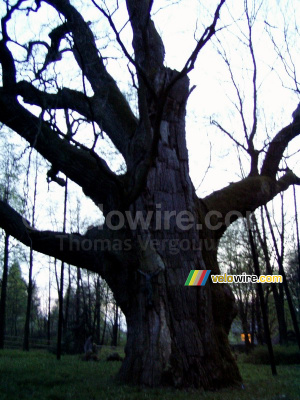 An old oak on the way from Warsaw to Krakow (207x)