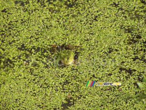 Search the frog!! (259x)