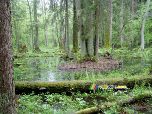 The Białowieska forest (210x)