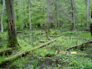 The Białowieska forest (217x)