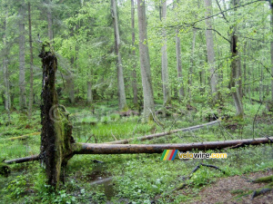 The Białowieska forest (207x)