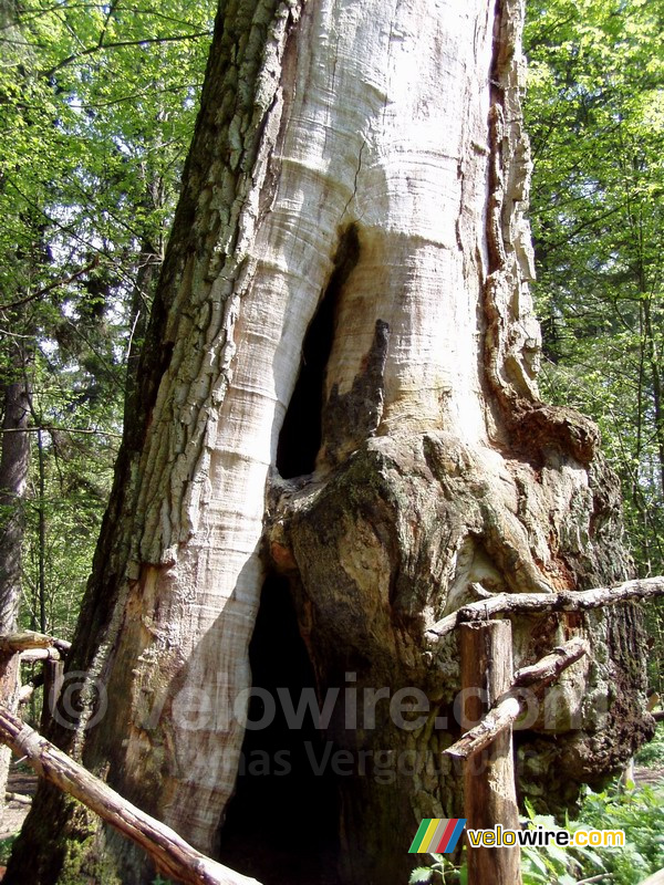 En van de oude eiken in Stara Białowieza (het oude Białowieska)
