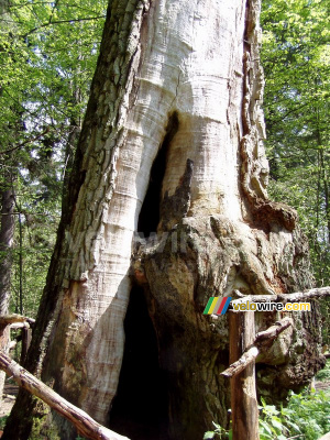 One of the old oaks in Stara Białowieza (the old Białowieska) (185x)