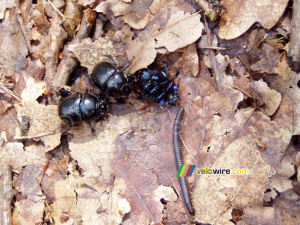 Animal fight in the forest?? (175x)