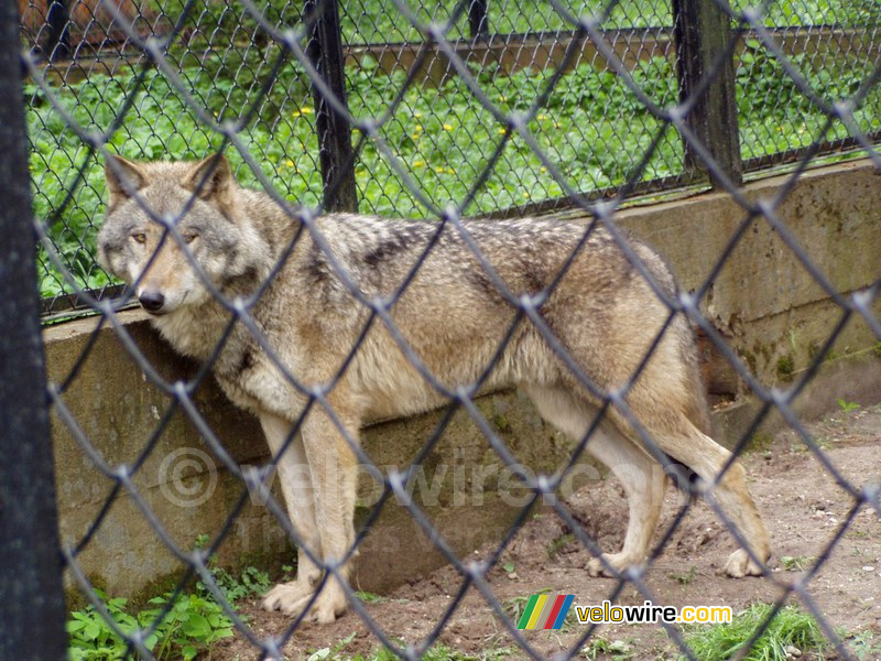 [Białowieska] Wolf