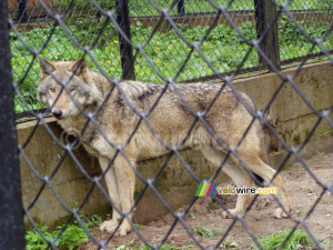 [Białowieska] Wolf (219x)