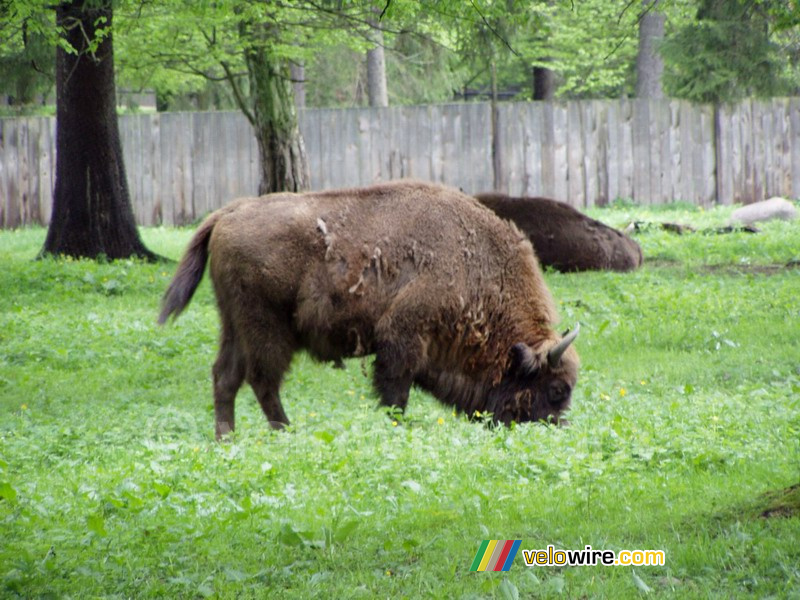 [Białowieska] Bizon