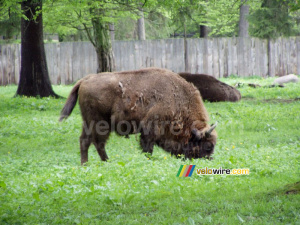 [Białowieska] Bison (221x)