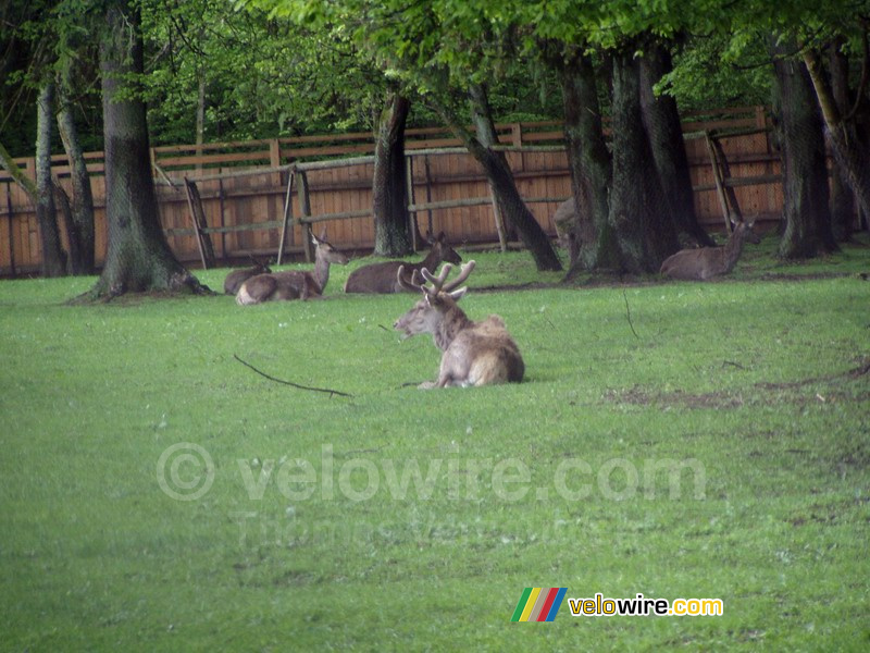 [Białowieska] Herten