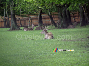 [Białowieska] Deers (182x)