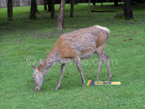 [Białowieska] Deer (188x)