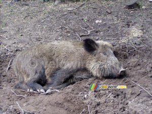 [Białowieska] Sleeping swine (330x)