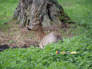 [Białowieska] A young deer (206x)