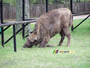 [Białowieska] Bison (212x)