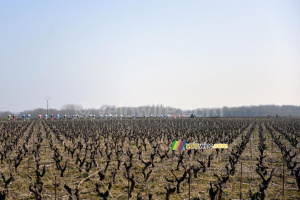 Le peloton dans les vignes (2) (445x)