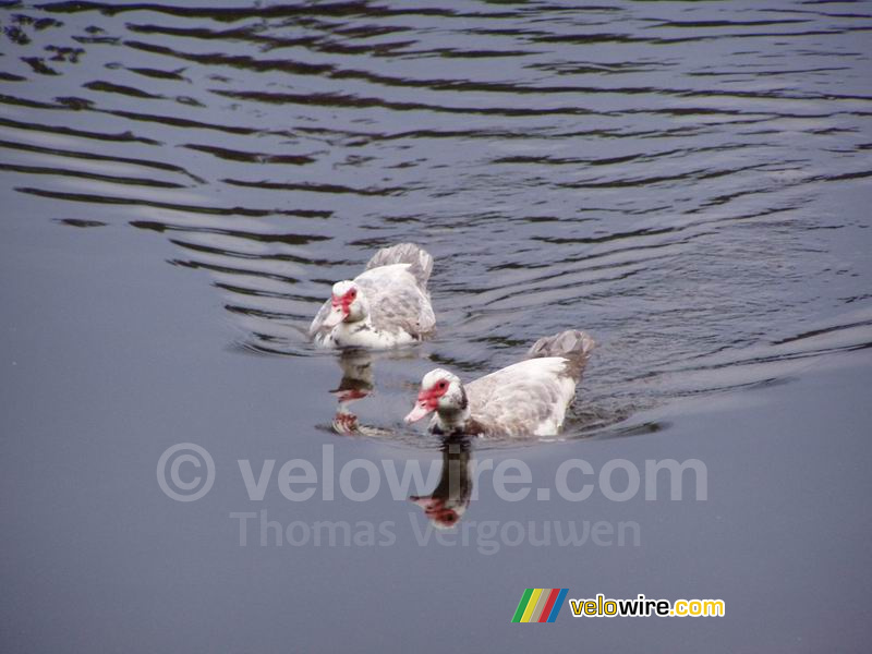 [Sidobre] Des canards