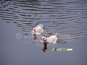 [Sidobre] Ducks (223x)