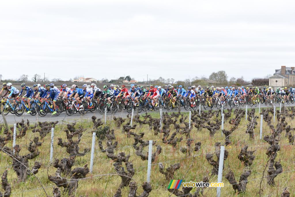 Le peloton entre les vignes