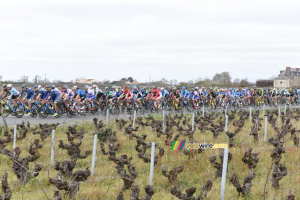 Le peloton entre les vignes (775x)