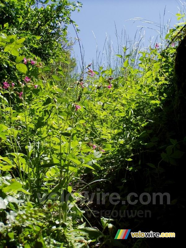 [Le Colombier] Jolies fleurs