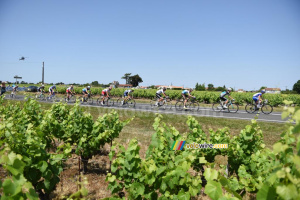 Le groupe de tête dans les vignes (355x)