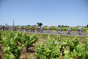 Le peloton dans les vignes (744x)