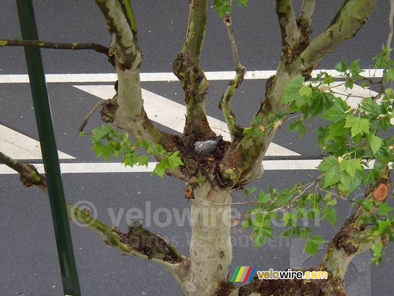 Broedende duif in de boom voor mijn raam