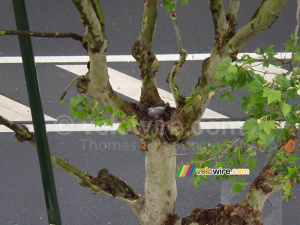 Breeding pigeon in the tree in front of my window (262x)