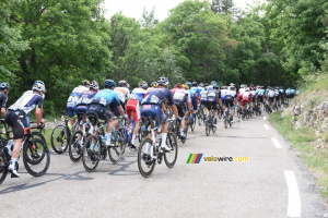 Le peloton dans la première montée du Mont Ventoux (2) (587x)