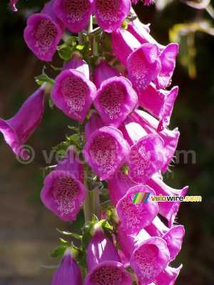 A foxglove (251x)