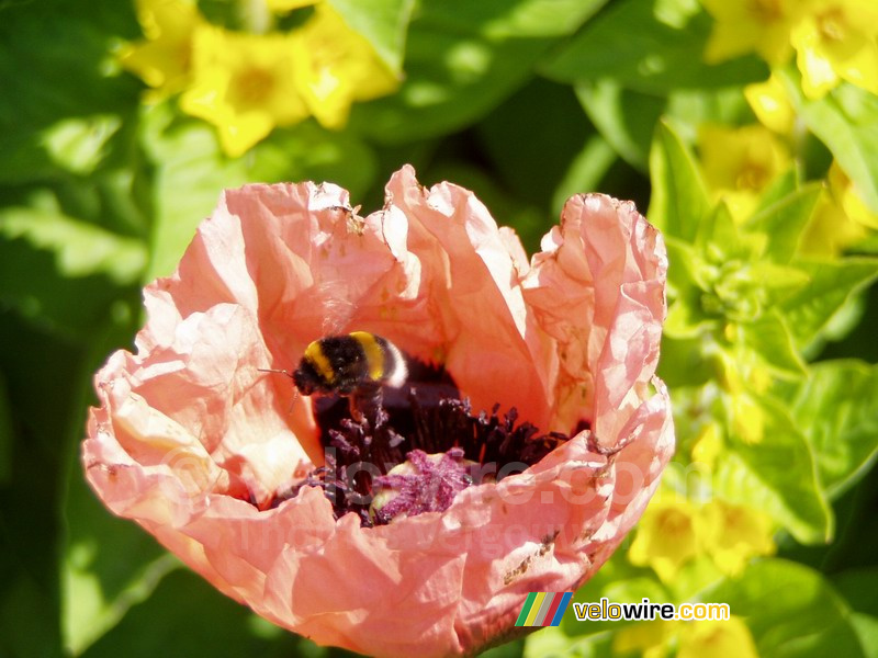 Un cocquelicot avec un bourdon