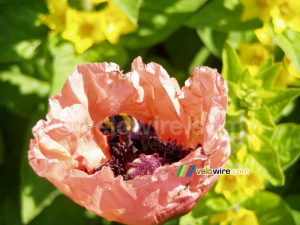 A poppy with a bumblebee (270x)
