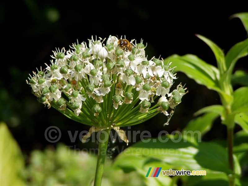 A flower with a bee