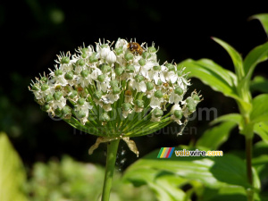 A flower with a bee (285x)