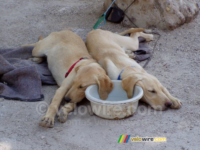 Deux chiens qui dorment avec l'oreille dans leur bac à eau pendant la brocante de Rabastens