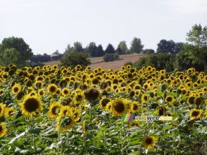 Des tournesols (429x)