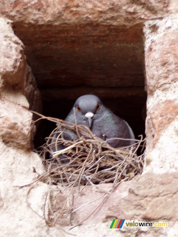 Un pigeon dans un trou dans le mur de la Basilique Sainte-Cécile à Albi