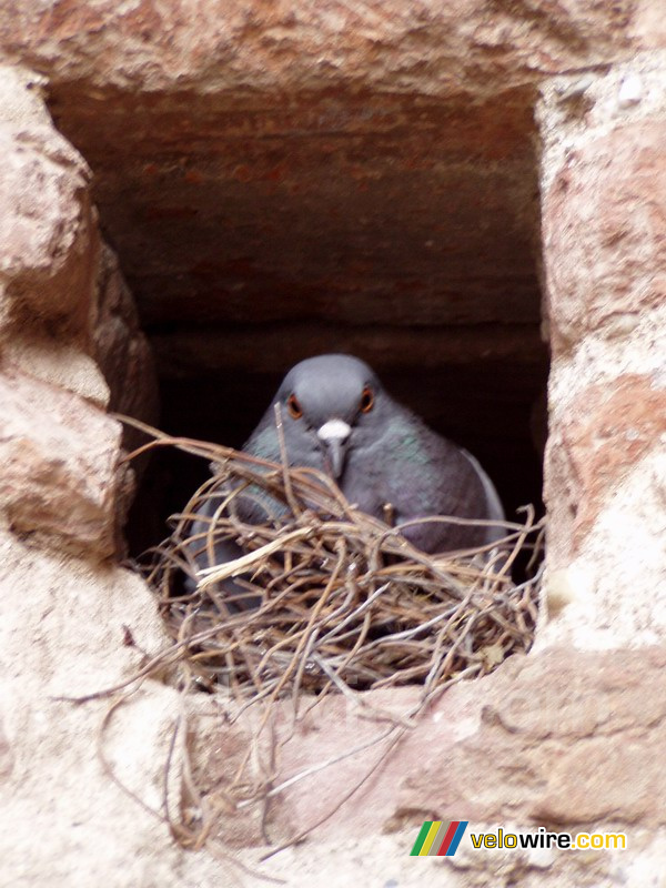 Broedende duif in een gat in de muur van de Basilique Sainte-Ccile in Albi