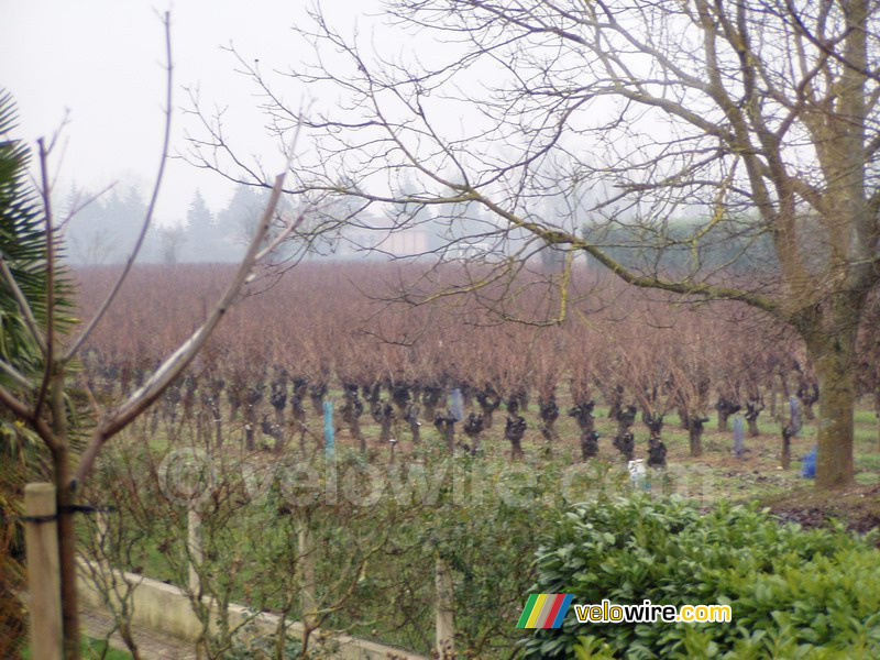 Le vignoble à côté de la maison de mes parents