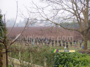 Le vignoble à côté de la maison de mes parents (332x)